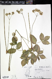 Aralia nudicaulis image