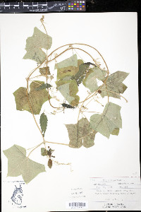Sicyos angulatus image