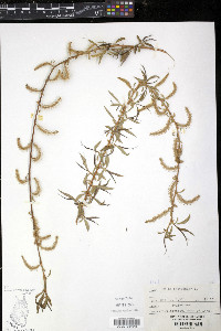 Salix babylonica image