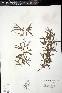 Salix alba image