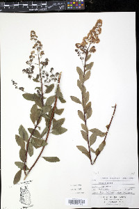 Spiraea latifolia image