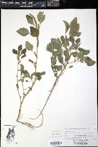 Amaranthus retroflexus image