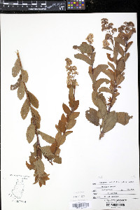 Spiraea latifolia image