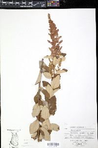 Spiraea tomentosa image