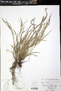 Carex gracilescens image