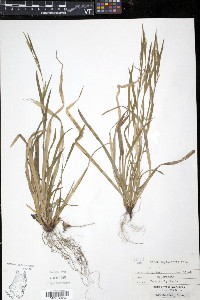 Carex leptonervia image