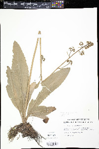 Micranthes pensylvanica image