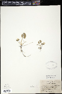 Viola incognita image