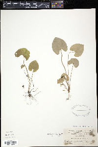 Viola incognita image