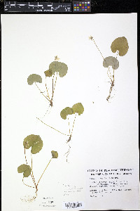 Viola incognita image