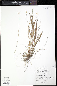 Viola lanceolata image