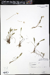 Viola lanceolata image