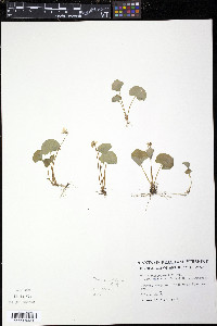 Viola minuscula image