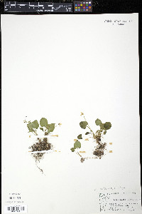 Viola minuscula image