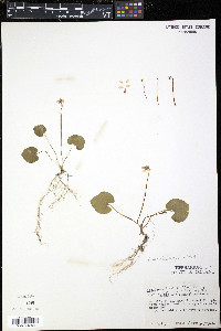 Viola macloskeyi image