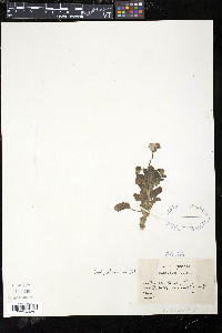 Viola odorata image