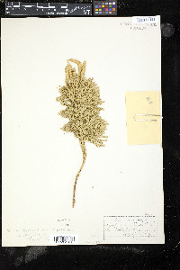 Dendrolycopodium dendroideum image
