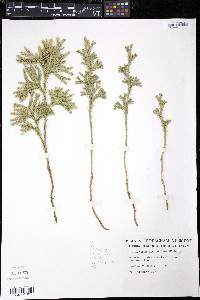 Dendrolycopodium dendroideum image