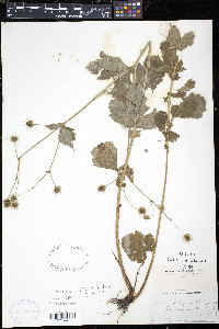Geum macrophyllum image