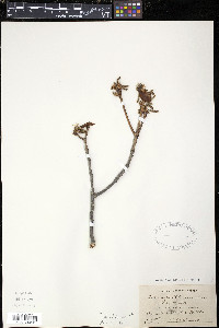 Quercus bicolor image