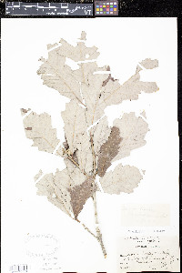 Quercus bicolor image