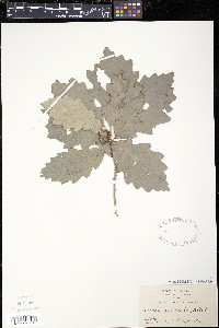 Quercus prinoides image
