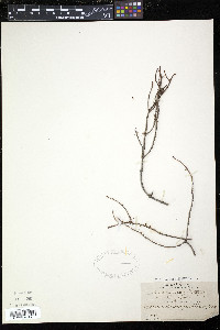 Arceuthobium pusillum image
