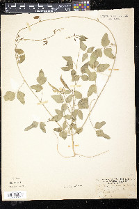 Strophostyles angulosa image