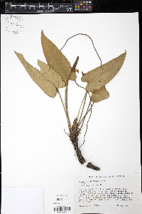 Anthurium dominicense image