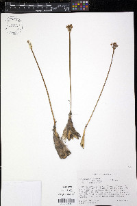 Allium burdickii image