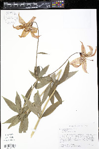 Lilium michiganense image