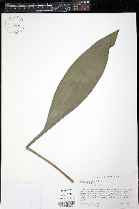 Veratrum woodii image