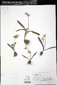 Scilla siberica image