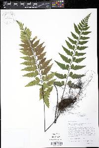 Asplenium lobulatum image