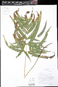 Pteris hillebrandii image
