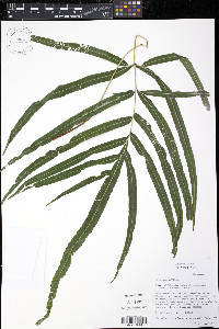 Pteris hillebrandii image