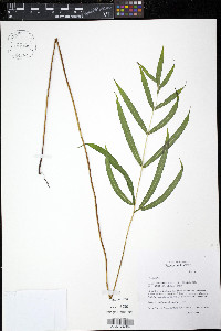 Pteris cretica image
