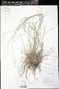Danthonia compressa image