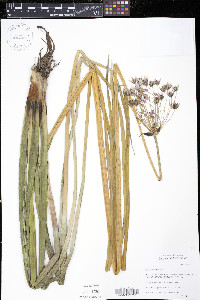 Butomus umbellatus image