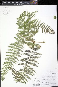 Hypolepis hawaiiensis image