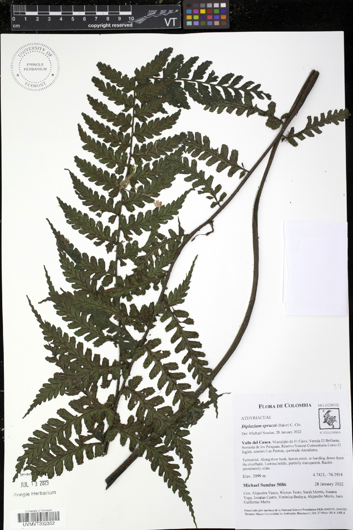 Diplazium sprucei image
