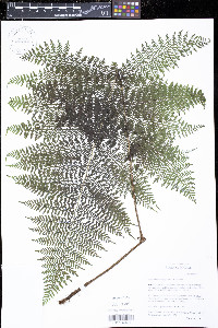 Athyrium microphyllum image