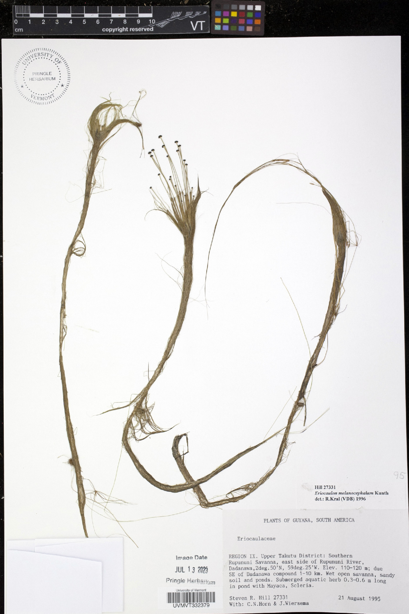 Eriocaulon melanocephalum image