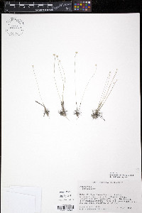 Syngonanthus gracilis image