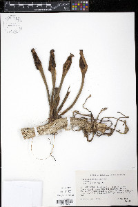 Syngonium podophyllum image