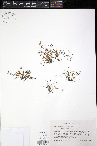 Echinodorus tenellus image