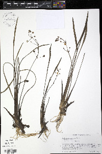 Sagittaria graminea image
