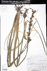 Sagittaria rhombifolia image