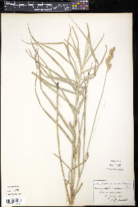 Carex muskingumensis image