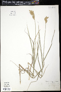 Carex muskingumensis image